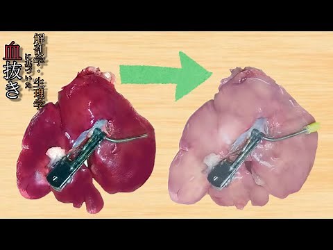 鶏レバーをここまで血抜きする方法