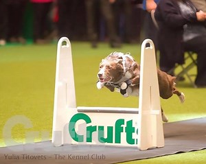 Dog - Neoprene Stopper Pad / Dew Claw Protectors - Paw Support, Agility, Flyball (one Pair) - Etsy UK