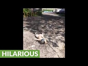 Dog decides to sleep in the most random fashion during walk