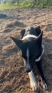 1.2K views · 540 reactions | A beautiful start to bank holiday Monday with our donkeys #BankHoliday #wegotdonkeys #goodmorning | Caenhill Countryside Centre | Facebook