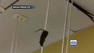 202K views · 1.8K reactions | A video of a rat scampering up and down...
