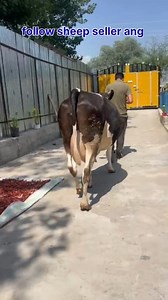 49K views · 555 reactions | Alhamdulillah sold out #heifer #post #viralvideochallenge Follow sheep seller ang For ADD PROMOTION CONTACT Thanks to all brothers who support  ❤️   | sheep seller ang | Facebook