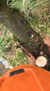 2.1M views · 18K reactions | So windy tree cutting job. | Yulianto | Facebook