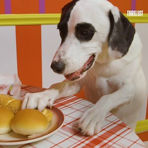 259K views · 222 reactions | This pop-up puppy museum is the perfect place to bring your dog for Instagram-worthy pictures. | Thrillist | Facebook