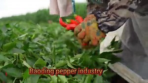 How can we refuse the hot and spicy in winter? Wangdu county in Baoding, Hebei Province is famous for chili peppers. Its annual processing volume remains above 100000 tons, with an output value of 2.5 billion yuan（0.34 bln USD）, driving nearly 30000 people to find employment. | Go Baoding | Facebook