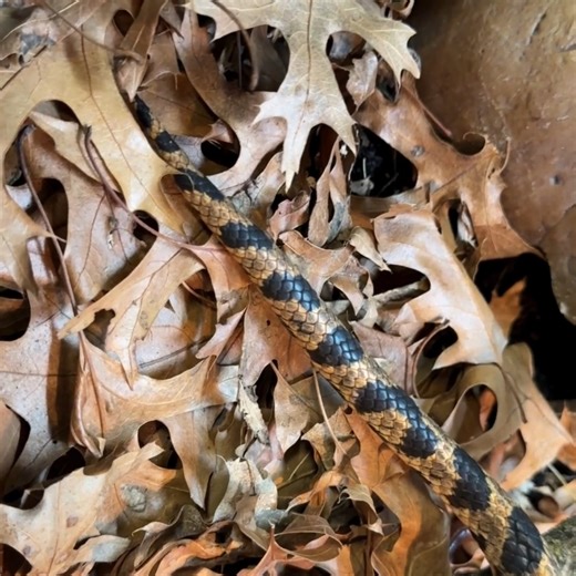This guy likes to snake, rattle, and roll! This Western Fox Snake is recovering from wounds after he was found tangled in garden fencing. Western Fox Snakes do not have true rattles, but they do shake their tails with an audible noise. This big guy looks tough and will strike, but this species of snake is not venomous. | Wildlife Rehabilitation Center of Minnesota (WRC)