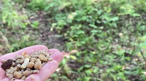 10K views · 823 reactions | A White-breasted Nuthatch grabs a suet nugget and is followed by two Chickadees. The first Chickadee buzzes past my head after grabbing a sunflower seed. The second Chickadee is a bit of a chatty fellow. | Jocelyn Anderson Photography | Facebook