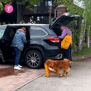 43K views · 135 reactions | Un chien aide une femme enceinte à obtenir une aide d'urgence | Fabiosa France | Facebook