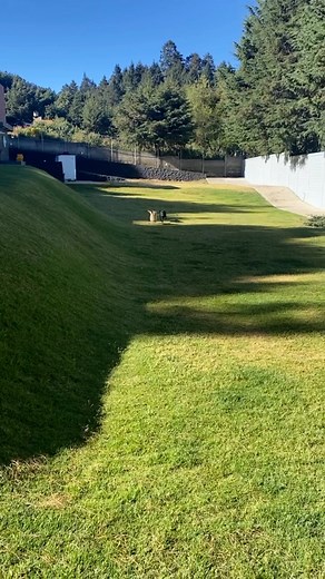 Indigo Labs on Reels