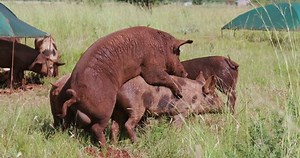 accouplement libre de porc