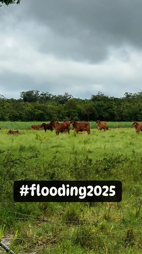 It’s been a week of extreme wet weather for north QLD. We live in the wet tropics, but it’s still a relief to have some warning to get them up before it floods. There have been some extreme rainfall amounts around us so we just happy our cattle are high and dry. Not sure on our rainfall amount as the gauge was overflowing. Still more to come in the next few days. #brahmans #redbrahman #lifeontheland #wettropics #agriculture #flooding2025 #wetwetwet #bossbreed | El Mariah Red Brahmans