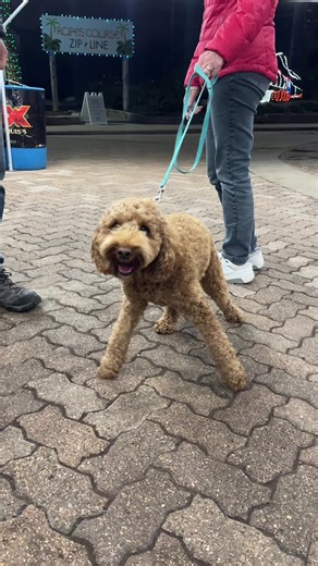 What’s better than the Festival of Lights? The Festival of Lights with dogs! 🐕 Tonight is dog night on the trail, bring a donation for the local animal shelter to receive BOGO free to the Festival of Lights trail! Our next Dog Night will be January 3! 🐶🐾🐩 | Moody Gardens