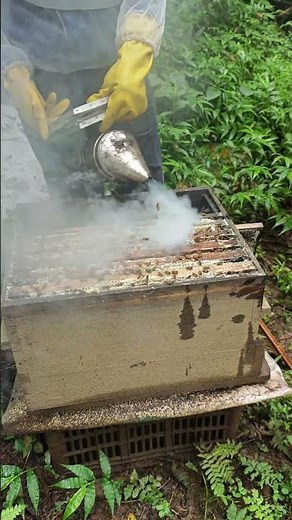 Honey extraction process with smoker tool