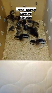 15 comments | F.S Newly Hatched Pure Darag Native Chicks For...