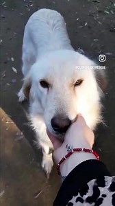 ‼️ Ci ha scritto Veronica, una volontaria calabrese, disperata. Da anni segue i randagi del proprio paese, assicurando loro cibo. Ci ha raccontato di Kaho, una randagina bianca (mix maremmanina o golden, non si sa) che ha avuto 7 cuccioli. Vivono al limitare di una strada, senza niente a proteggerli. Un cucciolo e’ stato investito, Veronica e’ riuscita a farne adottare tre ma restano altri tre a cui non trova ne’ casa ne’ stallo. Vi sembra giusto che queste anime debbano vivere così? Troviamo lo