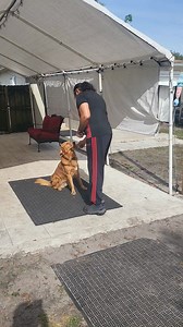ServiceDogs4Servicemen.org Service Dog Training with Buddy. Building Distance, 40' , and Duration. Stay has been a struggle. #DoylyServiceDogs #DogTraining #MobilityAssistance #ServiceDog | Daniel De La Rosa - Dogs