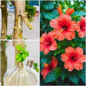 How to successfully propagate Hibiscus from stem | Grafting hibiscus tree | DIY IndoorGarden