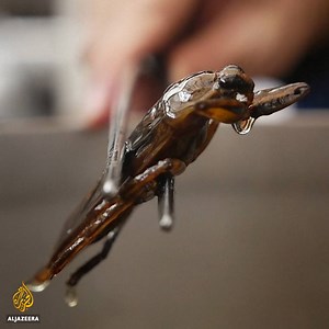 1.3M views · 1.1K reactions | Mmmmm bugs!! | Al Jazeera English | Facebook