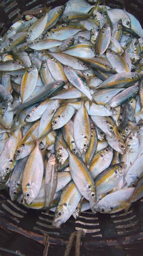 beach seine net | Muammar Rafly