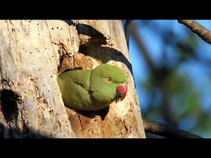 Rose-ringed Parakeets