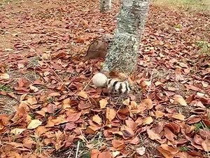 $5 pet "weasel ball" DIY coyote decoy hack