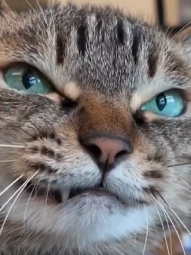 Funny Cats Compilation: Cute Cat Videos and Fails