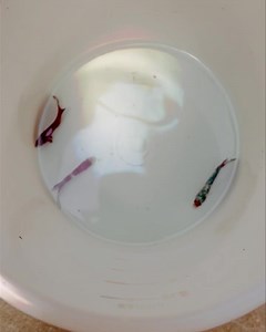 19K views · 382 reactions | Lots of half moon, dumbo ears and red koi pk  | The Great Amazon | Facebook