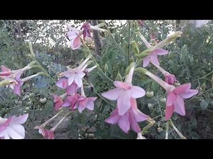 Regina noptii - ingrijire, inmultire