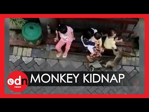 Bicycle-Riding Monkey Attempts to Kidnap Toddler in Shocking Video