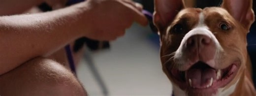 Every dog in our care has a story. Some come from neglect, some from abandonment, and some just need a second chance. At DFW Rescue Me, we are passionate about giving them that chance, and none of it would be possible without your donations! From the first vet visit to the day they find a home, your donation makes it possible. Donate at https://www.northtexasgivingday.org/organization/Dfw-Rescue-Me | DFW Rescue Me