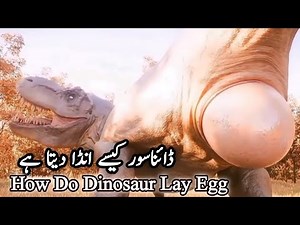 Dinosaurs Laying Eggs: What Really Happened? OMG