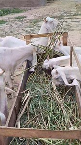 60K views · 989 reactions | Friends goats farm Malir memon goth karachi | Friends GOATS FARM | Facebook