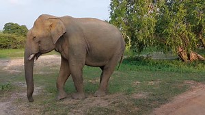 Feet First, Trunk Next – The Elephant’s Clever Feast 🐘🌿 In the wild, every movement has meaning. Elephants masterfully use their feet to uproot grass, clear away dirt, and then skillfully lift their meal with their trunks. A perfect display of intelligence, adaptation, and the deep connection these giants have with their environment. Nature always finds a way. 🏞️🐘 #ElephantInstincts #SmartForagers #GentleGiants #WildWisdom #LeopardTrails #Nature’sEngineers #IntoTheWild #yalanationalpark #vis