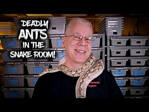 One Bite Could Kill Me: Deadly Ants vs. My Ball Pythons