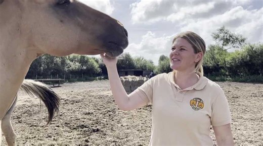 Les chevaux Henson, race emblématique des Hauts-de-France classée à tort comme « menacée »