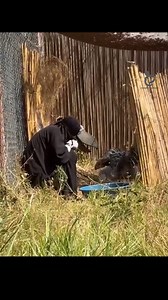 22K views · 243 reactions | Demi Menyelamat Burung Shoebill . . #burung #jokercuwan #faktahewan | Jokercuwan | Facebook