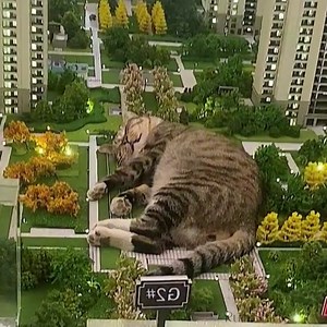 29 reactions | The sleeping catzilla!  #funnycat #PurrShirts | PurrShirts | Facebook