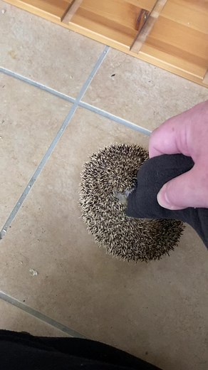 Egyptian Long Eared Hedgehog. Just hanging #hangingbyathread #egyptianlongearedhedgehog #vicious #getoff #petsoftiktok #shelovesme #angry #Nef