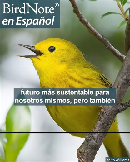7.7K views · 1.6K reactions | In spring and summer, Yellow Warblers...
