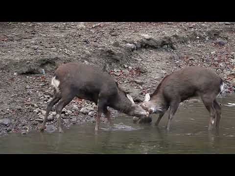THE RUT'S PEAK: Deer Mating Amidst the Herd's Gaze