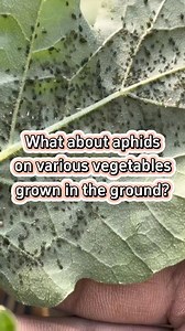 1.5M views · 27K reactions | #planting #farming #farmer #plant #garden #agriculture #gardening #gardeningtips #farmlife #gardening101 #farmingtiktok #planttips #vegetables #planttiktok #plantingseason #agricultura #gardeninghacks #gardentips #grow #growth #growing #aphids | Agriculture 2.1 | Facebook