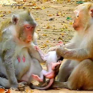 4.7K views · 140 reactions | Absolutely incredible to a Jazzy baby newborn was pulling upside down and she cries. #babymonkey #monkey #monkeys #MonkeyLife | Emery Monkey | Facebook