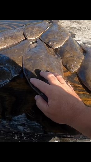 Cleaning up my favorite inshore fish. #Flounder #flounderfishing #fishcleaning | Marcus McDavid