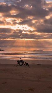 51K views · 1.9K reactions | Good morning from Moonee Beach, New South Wales   : @jack_martin94 #nature #australia #aussielife #travel #newsouthwales #MooneeBeach #kangaroo | Aussie Life | Facebook