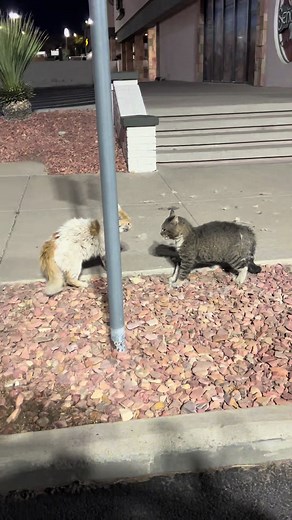 Cat Fight Compilation: Angry Cats in Action