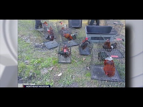 Harris County authorities crack down on cock-fighting ring, finding dead animals