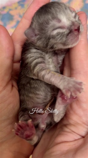 Heart melting cute little one 🥰 #reels #reelsfb #kitten #cat #catlover #cats #virala #viralshort #cutenessoverload #cuteness #heartmelting #adorable #newborn | Hello Skitty