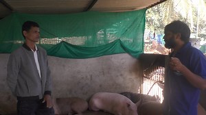 Organic pig farming in India #pigfarming#pig More information please contact=Bhuvan 9449735689 | My Nature India Foundation