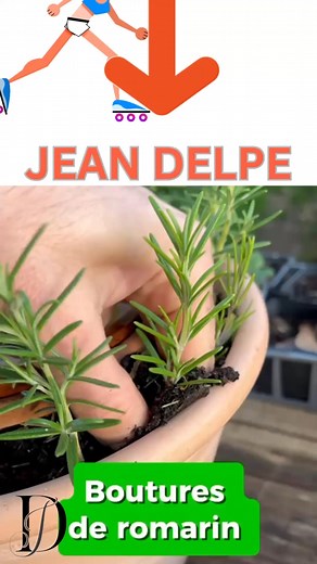 Comment Faire une Bouture de Romarin Facilement | Astuces pour Planter et Réussir sa Culture ! #plant #romarin #facebookreelsviral | Jean Delpe