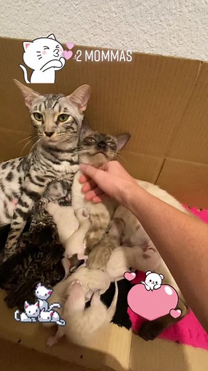 2 mommas is better than one… #bengal #bengalcat #bengalcats #bengalcatsoftiktok #kittens #kittensoftiktok #kittenlove #kittentok